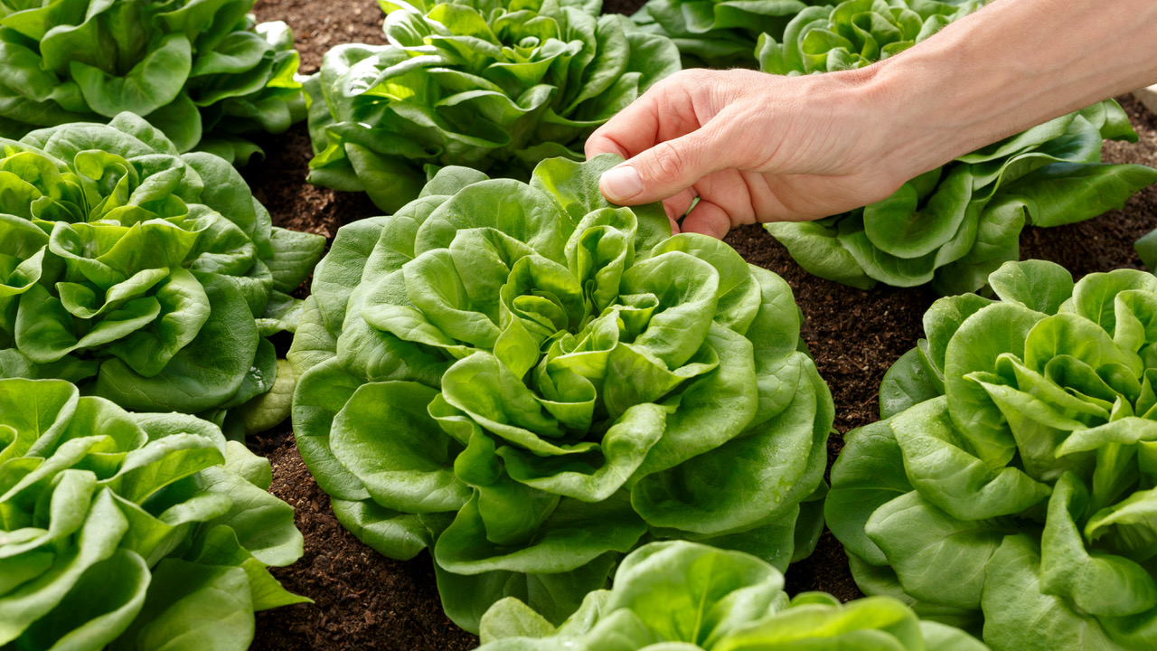 Lechuga en unas manos